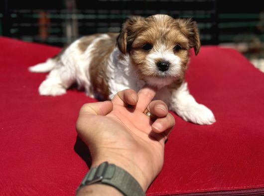Petmode Köpek Çiftliğinden Tea Cup Morkie Yavrularımız görsel