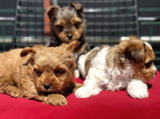 Petmode Köpek Çiftliğinden Tea Cup Morkie Yavrularımız görsel