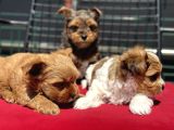 Petmode Köpek Çiftliğinden Tea Cup Morkie Yavrularımız
