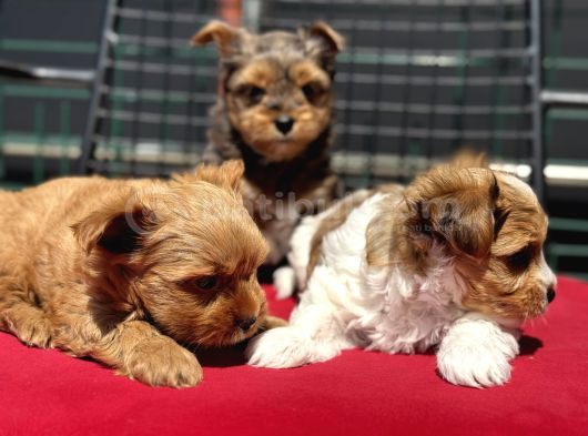 Petmode Köpek Çiftliğinden Tea Cup Morkie Yavrularımız