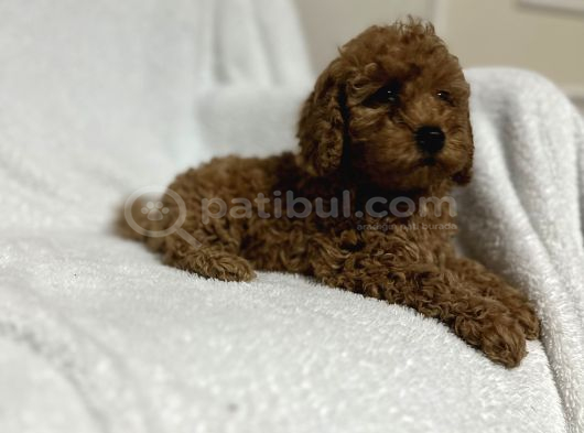 Toy Poodle Bebekler Gelin Görün Öyle Alın Istanbul görsel
