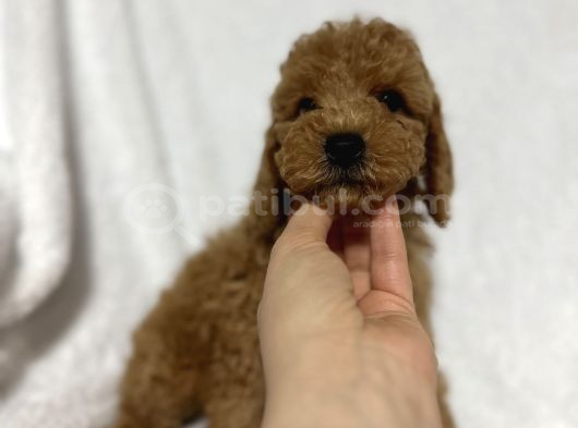 Toy Poodle Bebekler Gelin Görün Öyle Alın Istanbul görsel