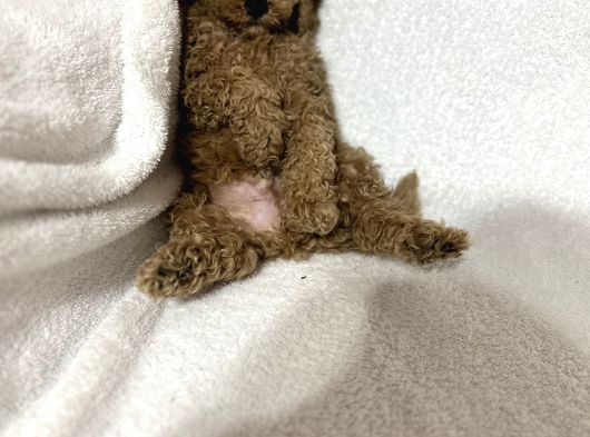 Toy Poodle Bebekler Gelin Görün Öyle Alın Istanbul görsel