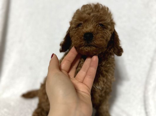 Toy Poodle Bebekler Gelin Görün Öyle Alın Istanbul görsel