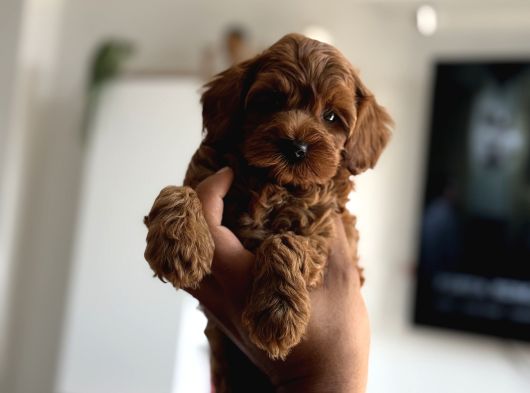 Çikolata Renk Teacup Korea Maltipoo görsel