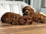 Çikolata Renk Teacup Korea Maltipoo