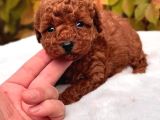 En Minnoş Poodle Yavruları Teslime Hazır