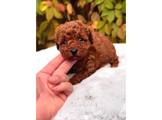En Minnoş Poodle Yavruları Teslime Hazır görsel