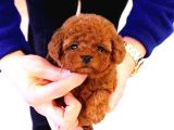 En minnoş poodle yavruları teslime hazır