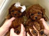 En Minnoş Poodle Yavruları Teslime Hazır