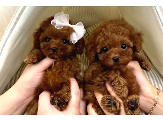En Minnoş Poodle Yavruları Teslime Hazır görsel
