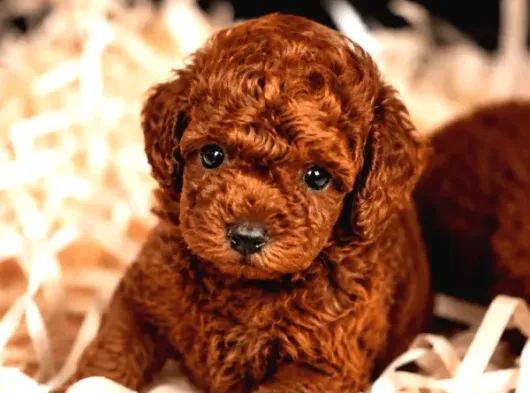 En Minnoş Poodle Yavruları Teslime Hazır görsel