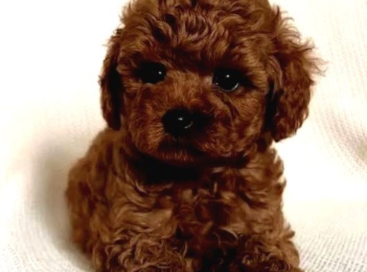 En Minnoş Poodle Yavruları Teslime Hazır görsel