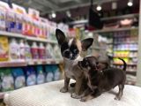 Vonalp Pet Garantisiyle Efsane Güzelli̇kte Chihuaha Yavrular