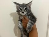 Safkan Main Coon Yavruları  Anne Ve Baba Scr Kayıtlı