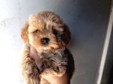 İstanbul Maltipoo Yavru