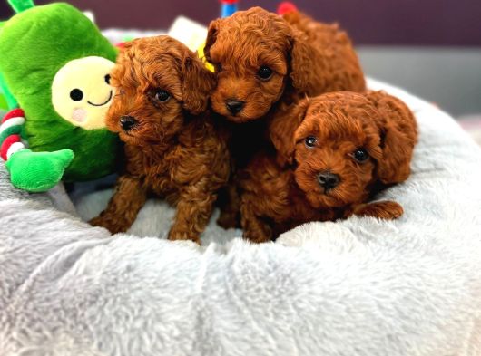 TOY POODLE RED BROWN YAVRULARIMIZ YENİ AİLELERİNİ BEKLİYOR