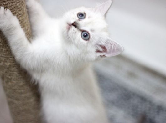 British Shorthair Ve British Longhair