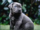 Cane Corso En Kalitelisi Bizde Var