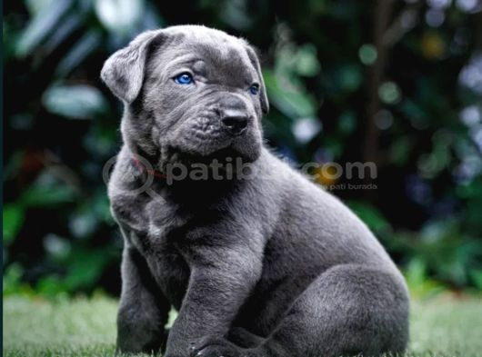 Cane Corso En Kalitelisi Bizde Var
