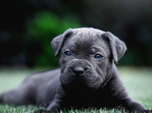 Cane Corso En Kalitelisi Bizde Var görsel