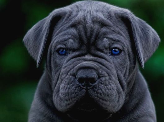 Cane Corso En Kalitelisi Bizde Var görsel