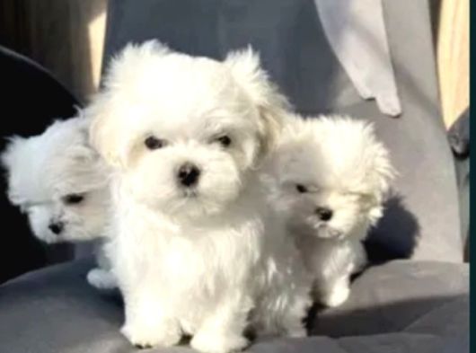 Matese Terrier Irkının En Özel Yavruları