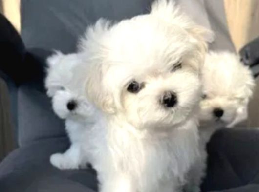 Matese Terrier Irkının En Özel Yavruları görsel