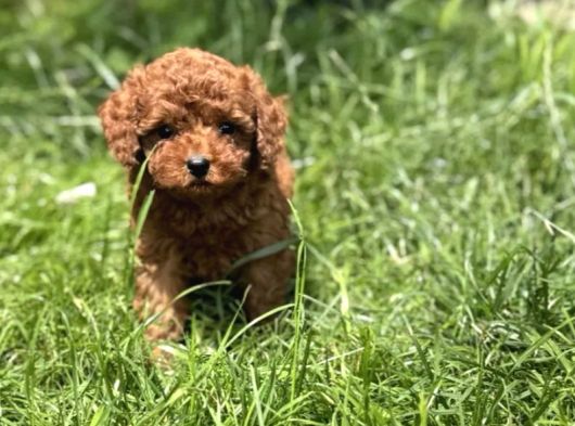 Toy Poodle Irkının En Güzeli Mükemmel Yavrular görsel
