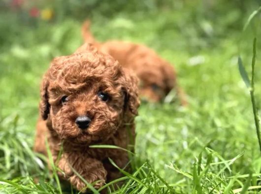 Toy Poodle Irkının En Güzeli Mükemmel Yavrular görsel