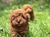 Toy Poodle Irkının En Güzeli Mükemmel Yavrular
