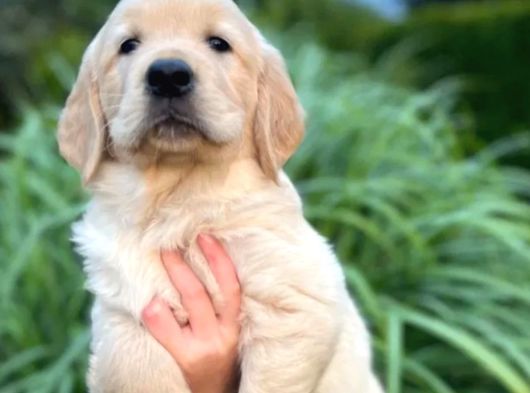 Küt Burun Bebek Yüzlü Golden Yavrular görsel