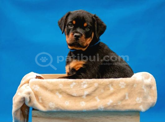 Secereli Soy Koca Kafa Rottweiler Yavrular