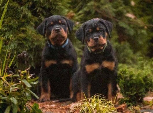 Secereli Soy Koca Kafa Rottweiler Yavrular görsel