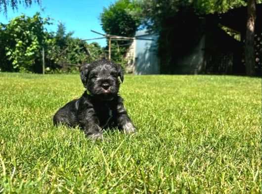 Minyatür Schnauzer Yavrular görsel