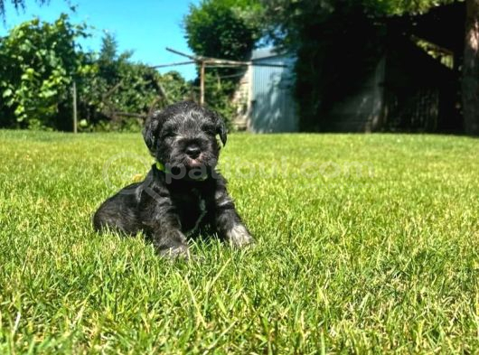 Minyatür Schnauzer Yavrular görsel