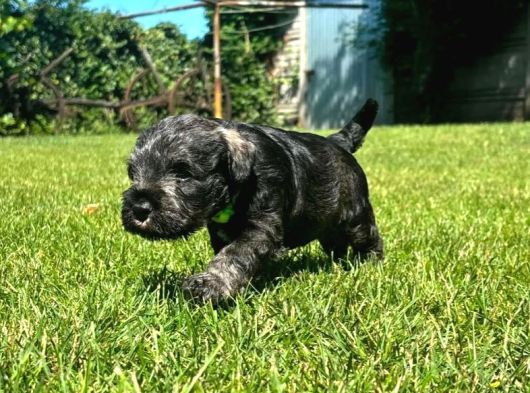 Minyatür Schnauzer Yavrular görsel
