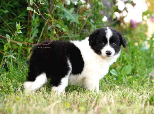 Border Collie Mükemmel Yavrularımız