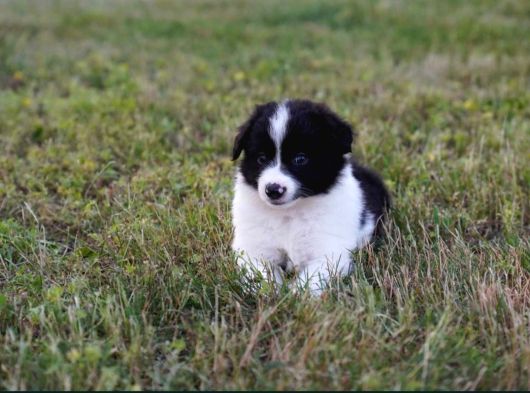 Border Collie Mükemmel Yavrularımız görsel