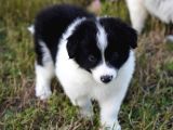 Border Collie Mükemmel Yavrularımız