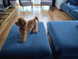 7 aylık dişi gerçek toy poodle İstanbul