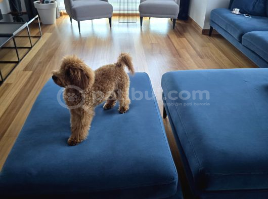 7 aylık dişi gerçek toy poodle İstanbul