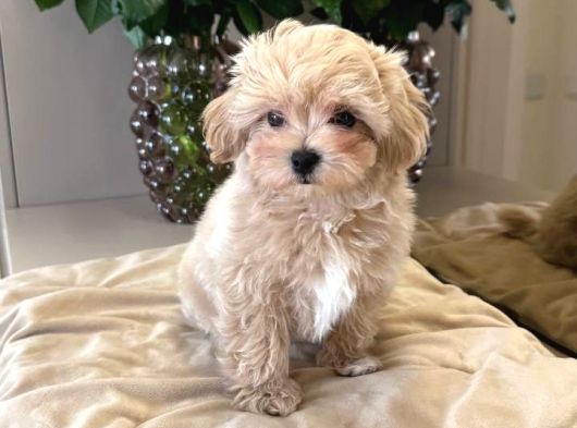 Malti̇poo Ci̇nsi̇ Yavrular Ev Üreti̇mi̇ görsel