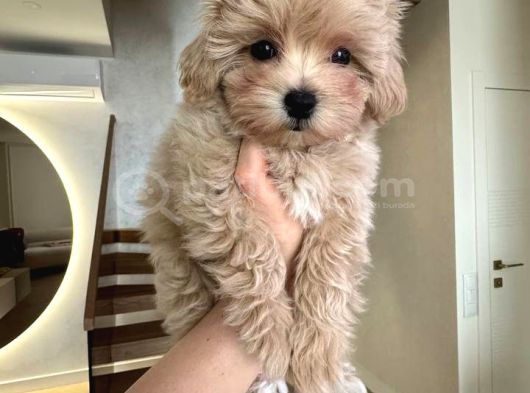 Malti̇poo Ci̇nsi̇ Yavrular Ev Üreti̇mi̇