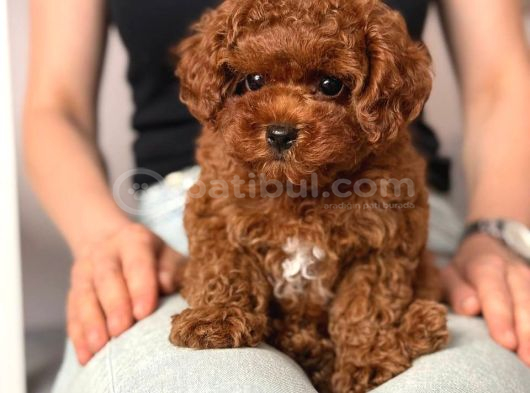 Toy Poodle Sevi̇mli̇ Yavrular Ev Üreti̇mi̇ görsel