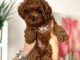Toy Poodle Sevi̇mli̇ Yavrular Ev Üreti̇mi̇