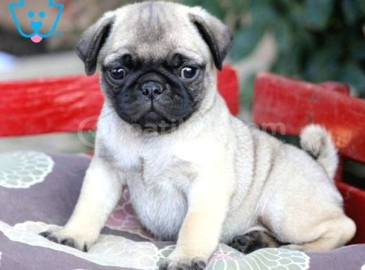 Pug Mops Yavrular Ev Üreti̇mi̇ görsel