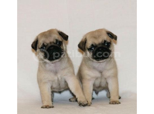 Pug Mops Yavrular Ev Üreti̇mi̇ görsel