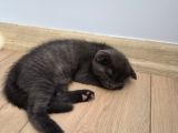 Uysal Duman Scottish Fold Yavrumuz
