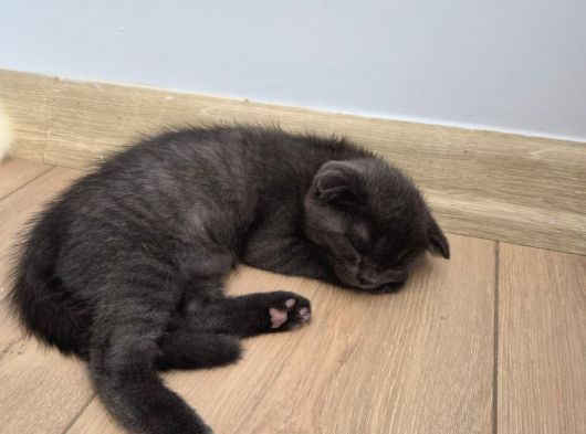 Uysal Duman Scottish Fold Yavrumuz görsel